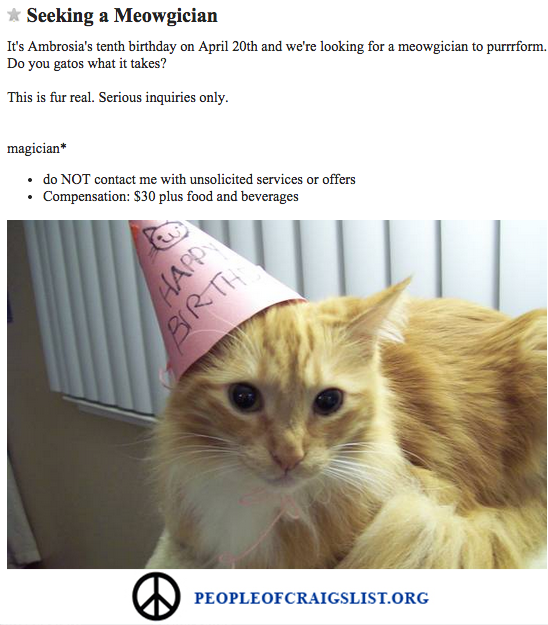 Craigslist Cat Birthday Party