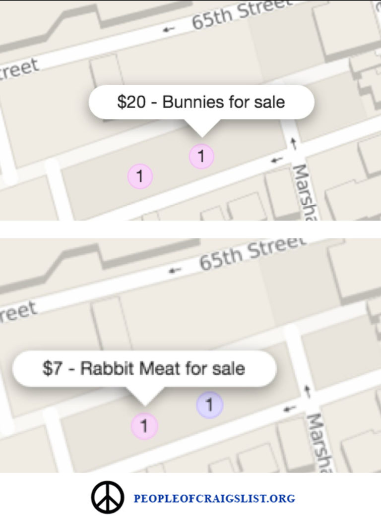 Bunnies for Sale