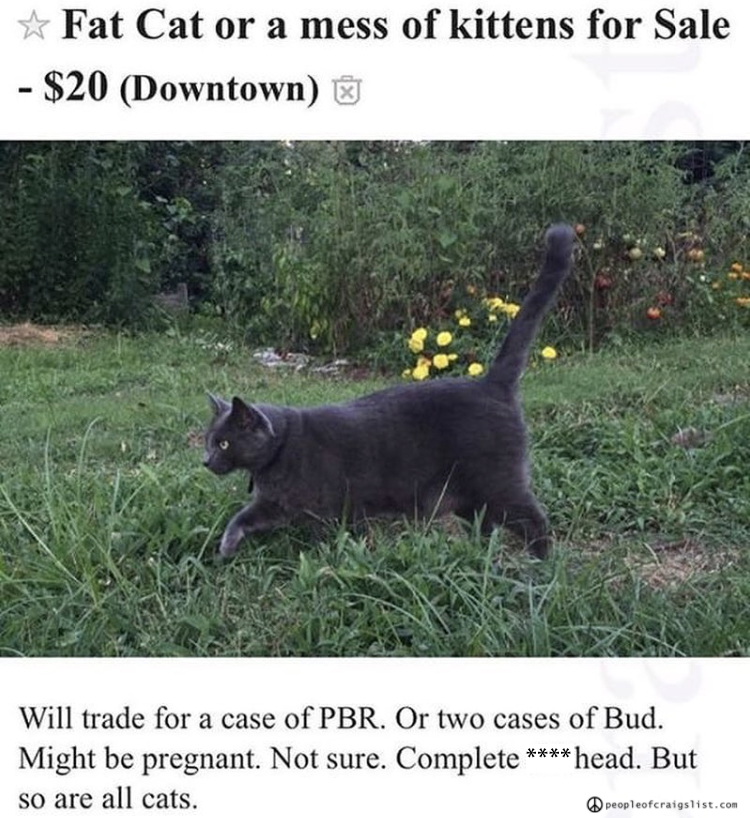 Will trade cat for case of PBR